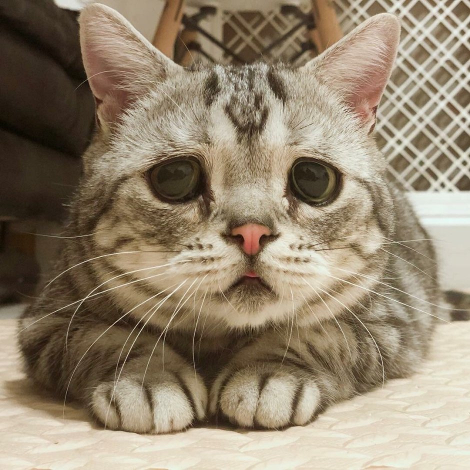 Кот с грустными глазами