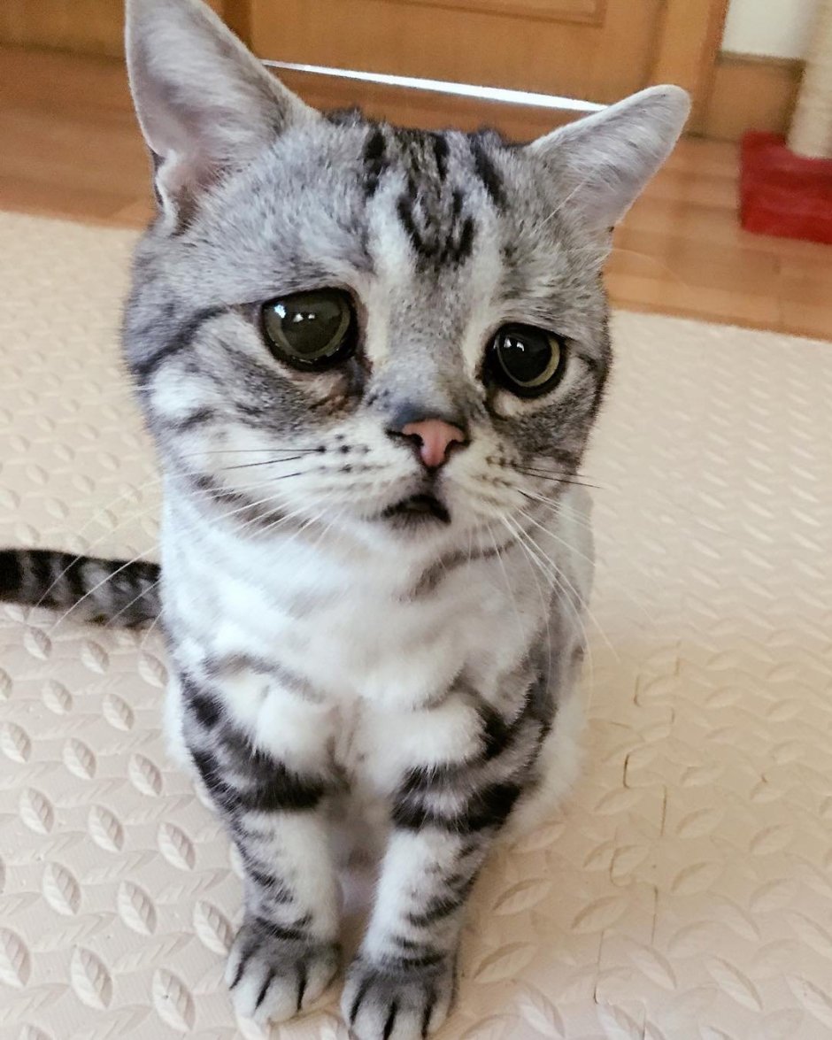 Самый грустный кот