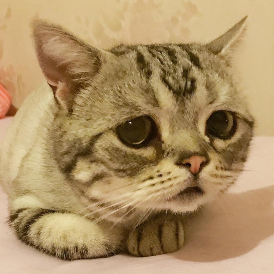 Грустный кот