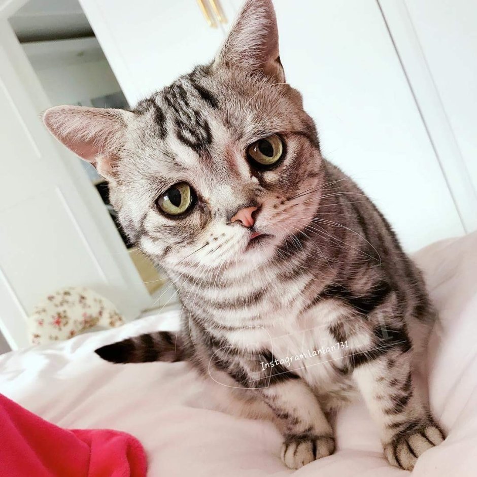 Грустная порода кошек