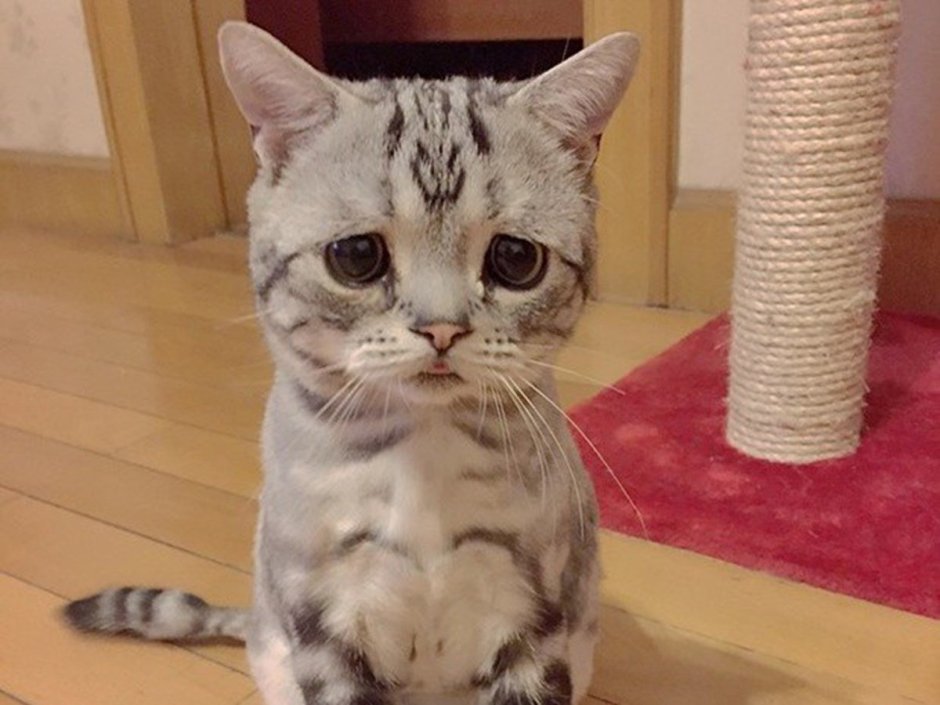 Кошка с красивыми глазами