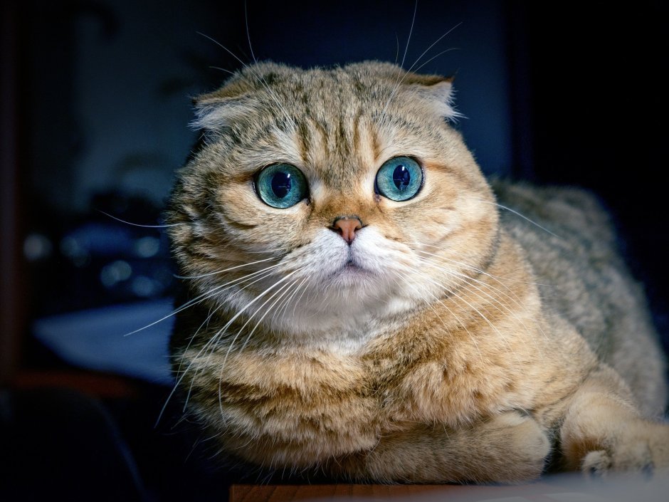 Шотландская вислоухая кошка