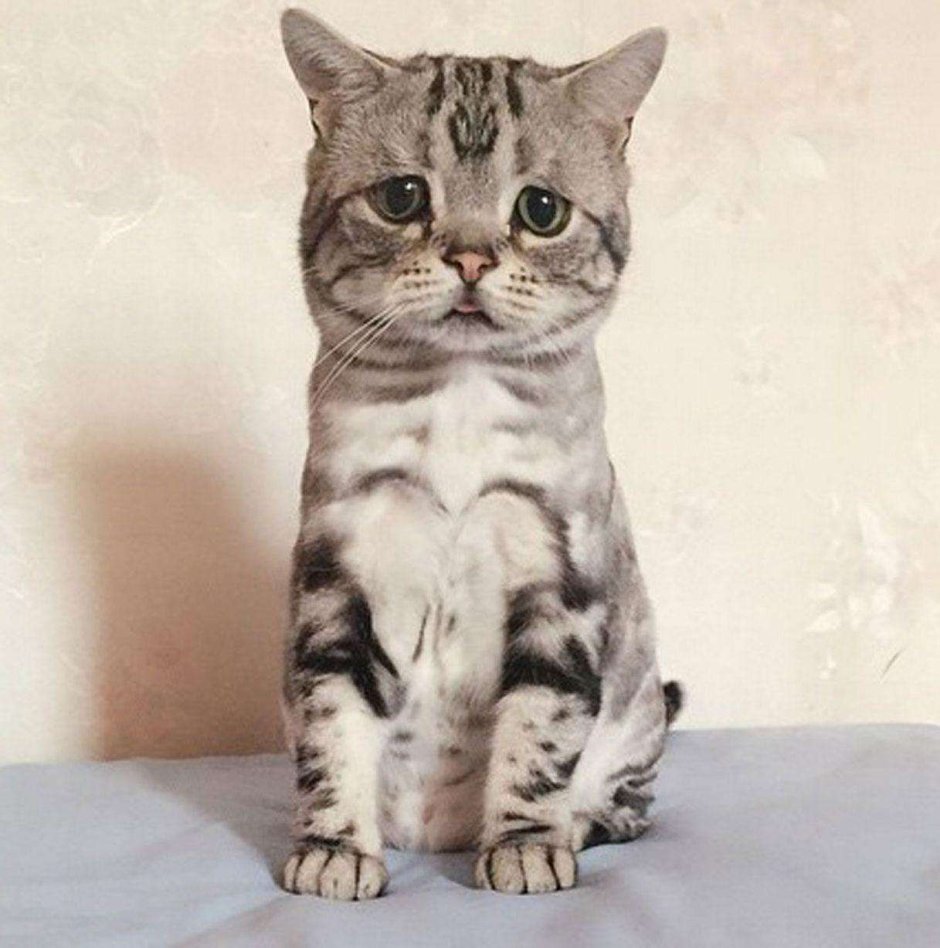 Порода Луху