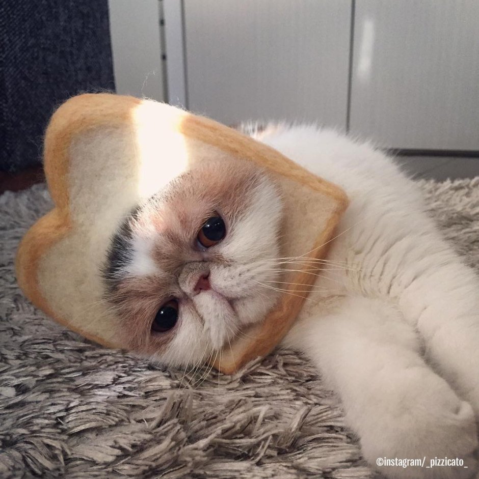 Грустный кот экзот