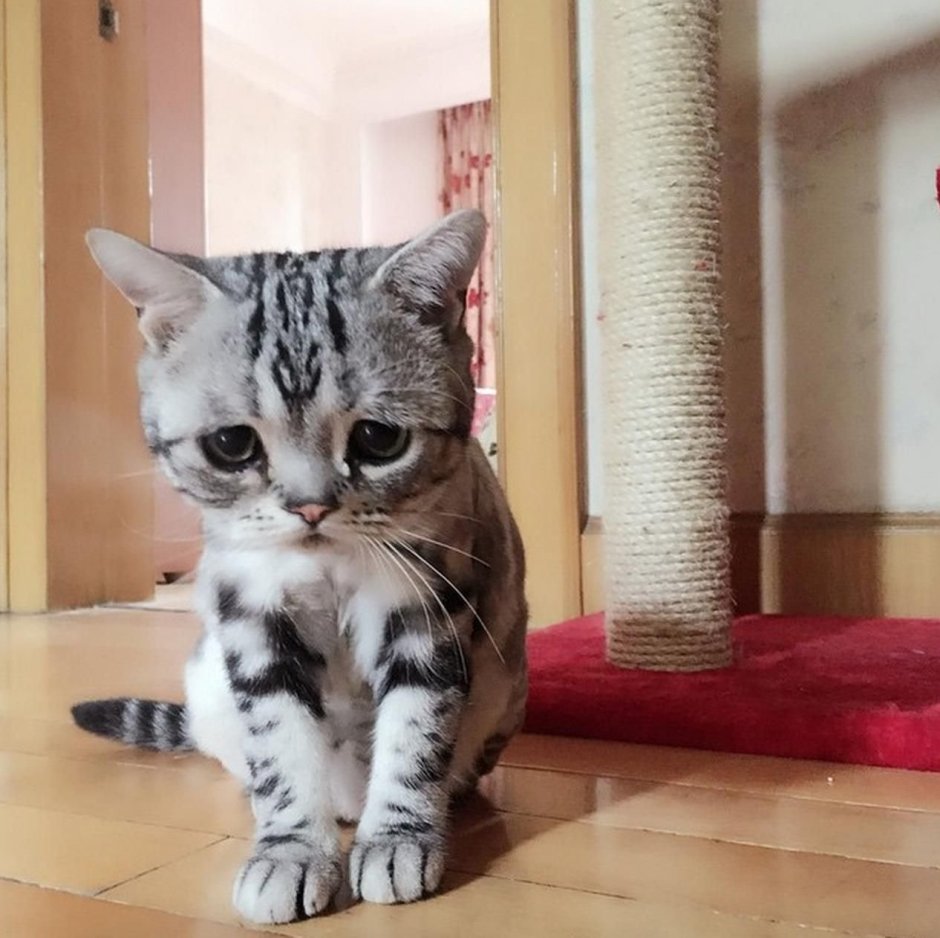 Кошки которые кажутся грустными