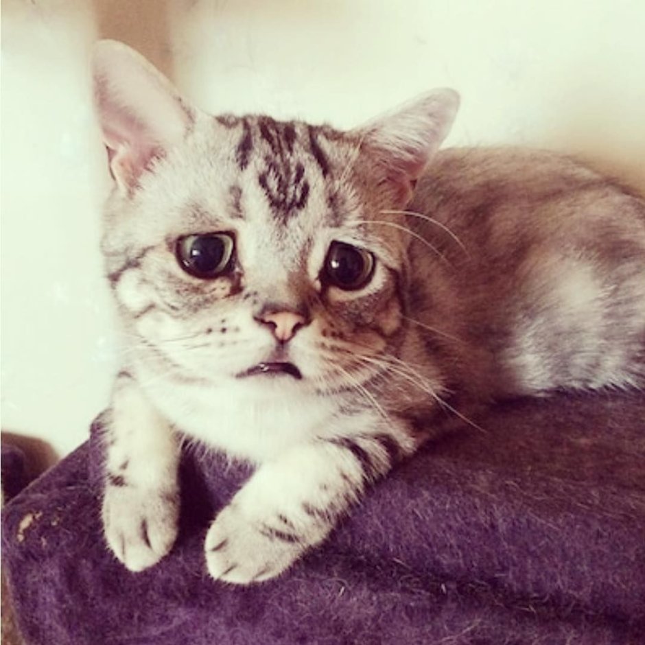 Самый грустный кот
