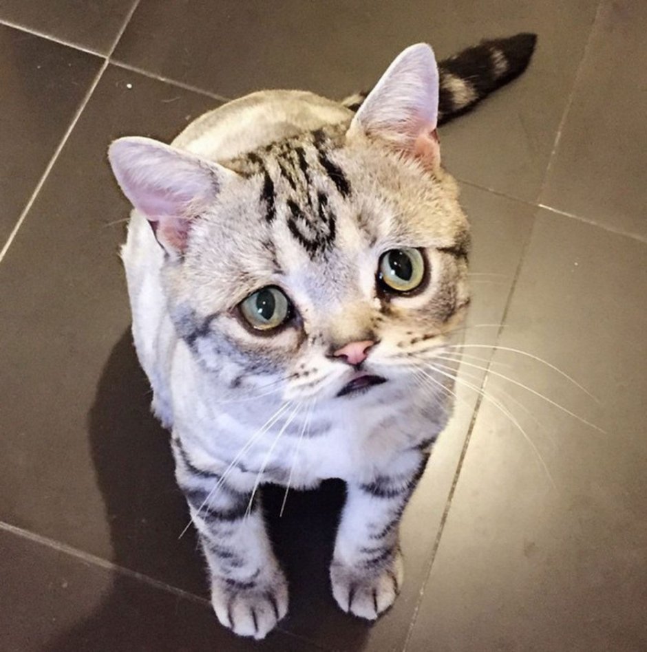 Самая грустная кошка