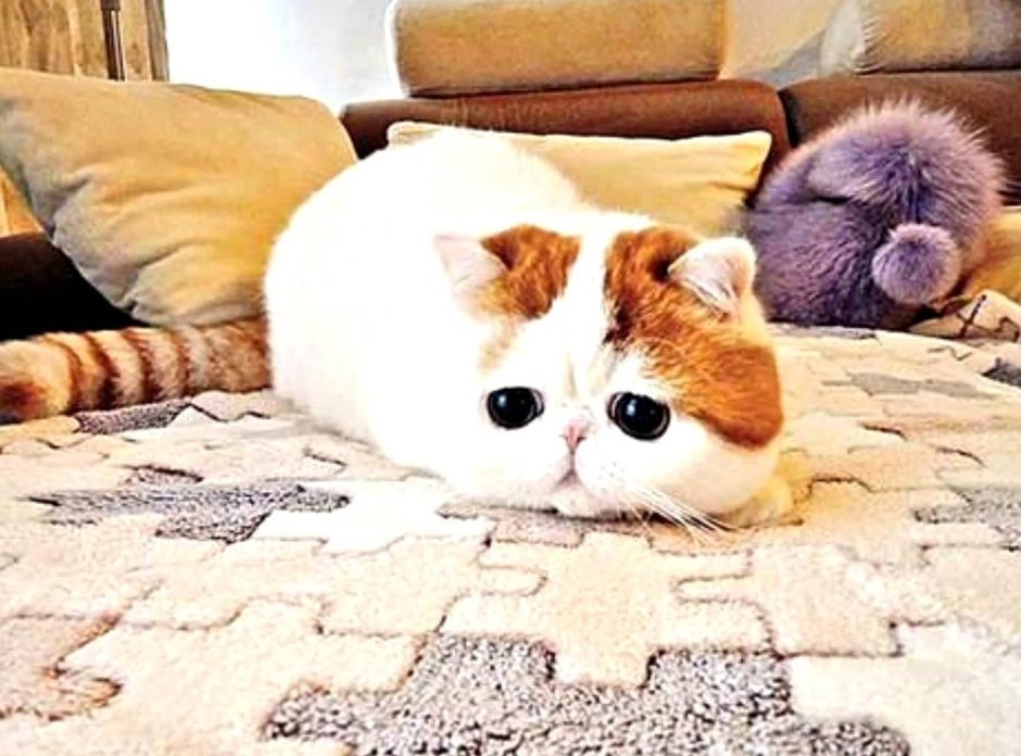 Кот Манчкин экзот