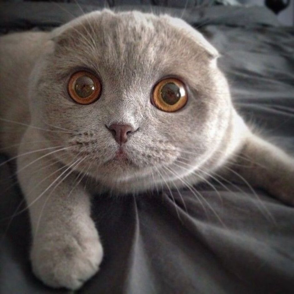 Мила Шотландская вислоухая кошка