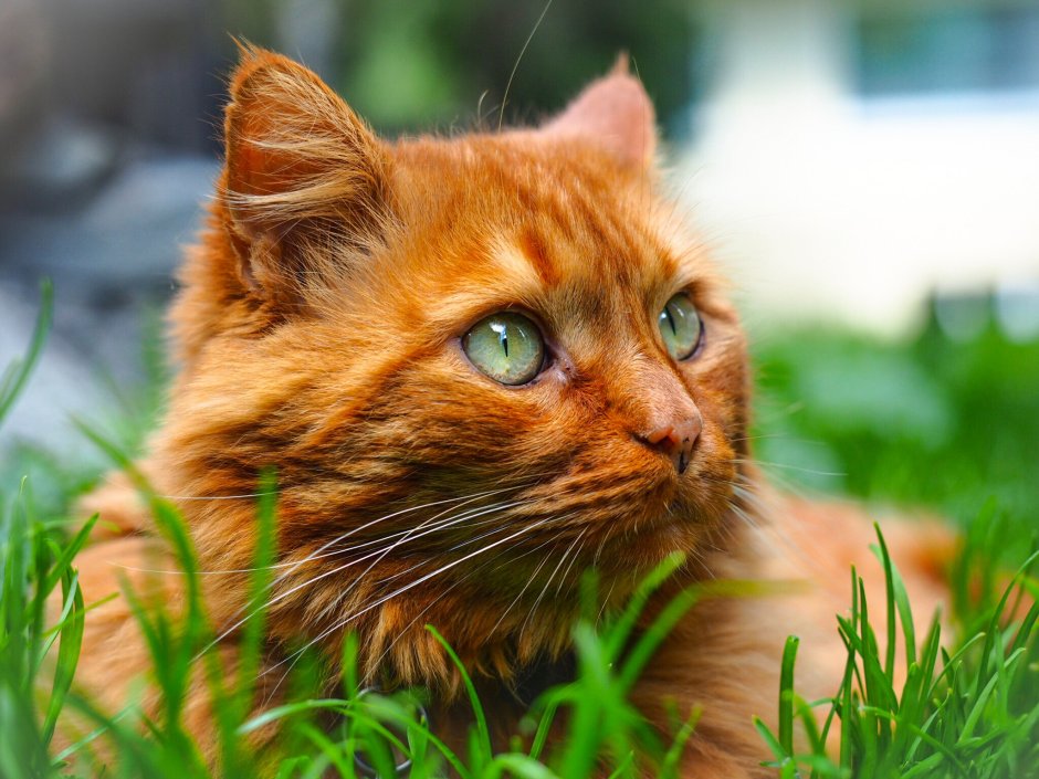 Рыжий котик