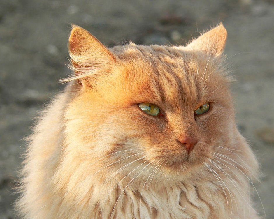Светло рыжий кот