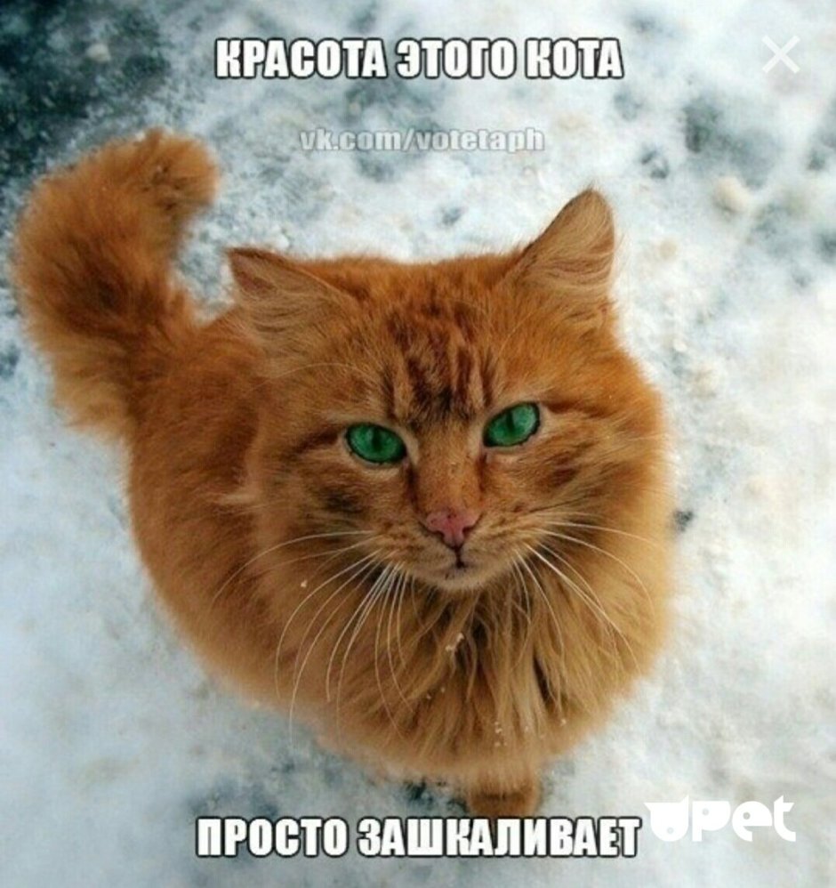 Рыжий кот с зелеными глазами