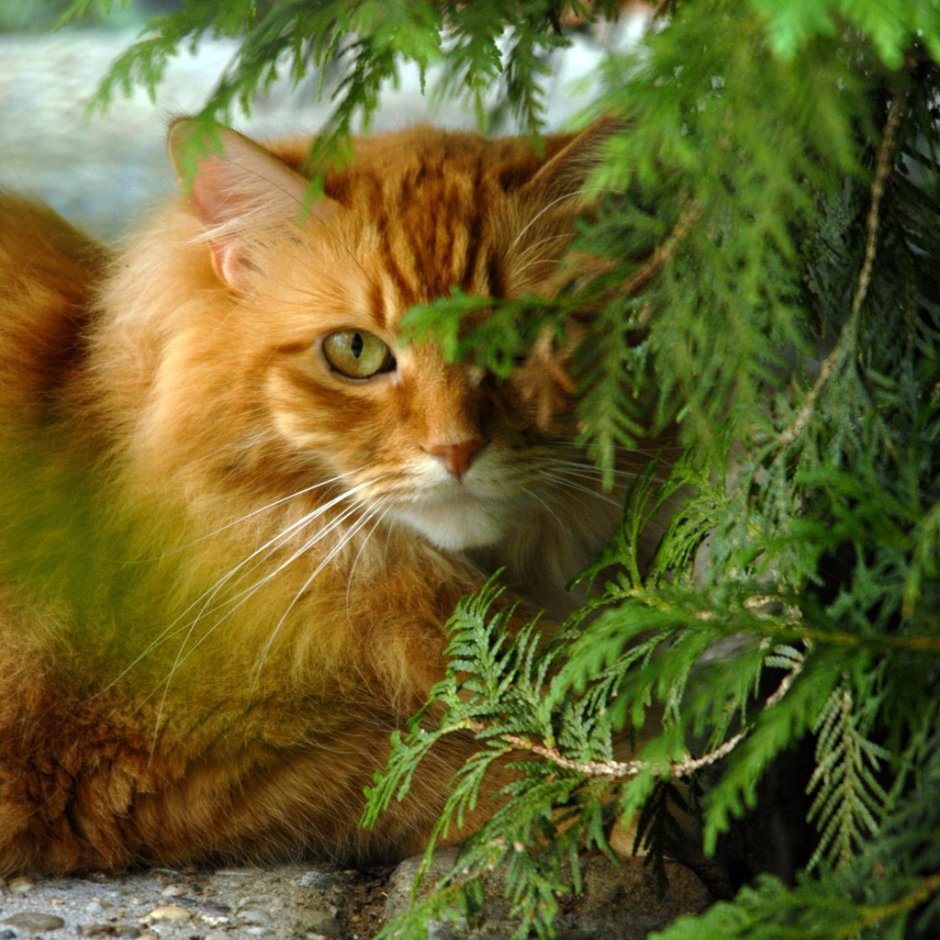 Сибирский Лесной кот рыжий