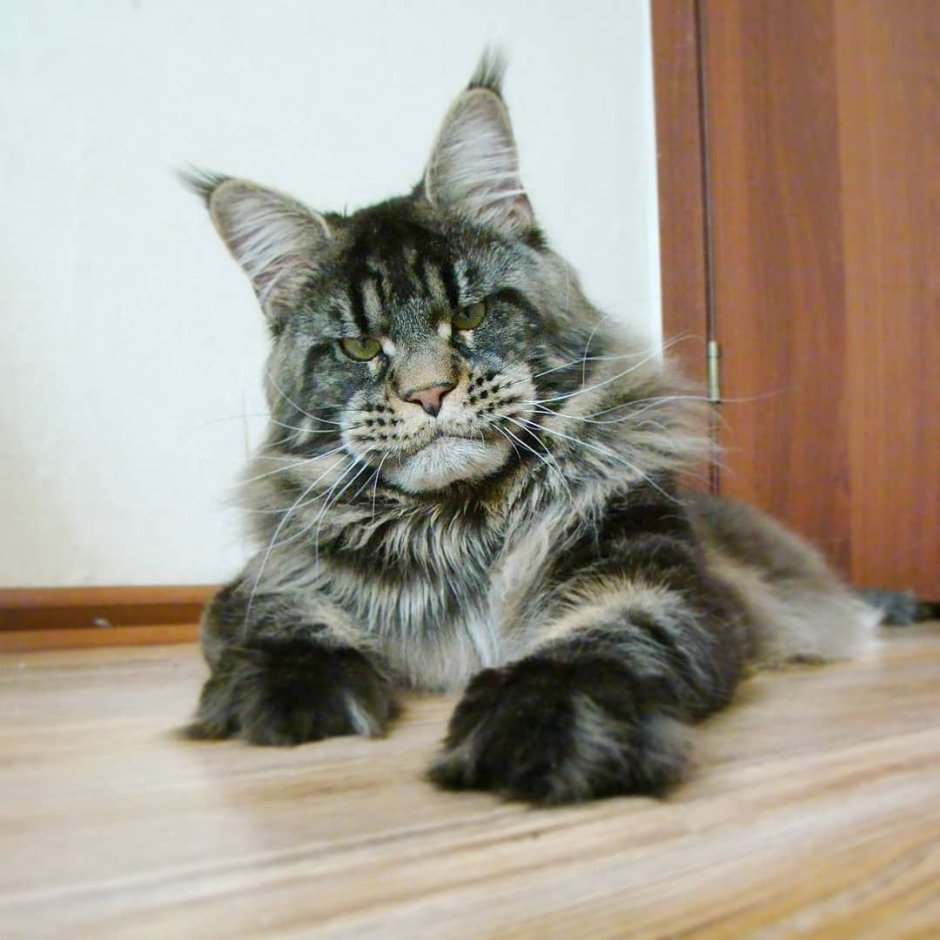 Кот Мейн кун 15кг?