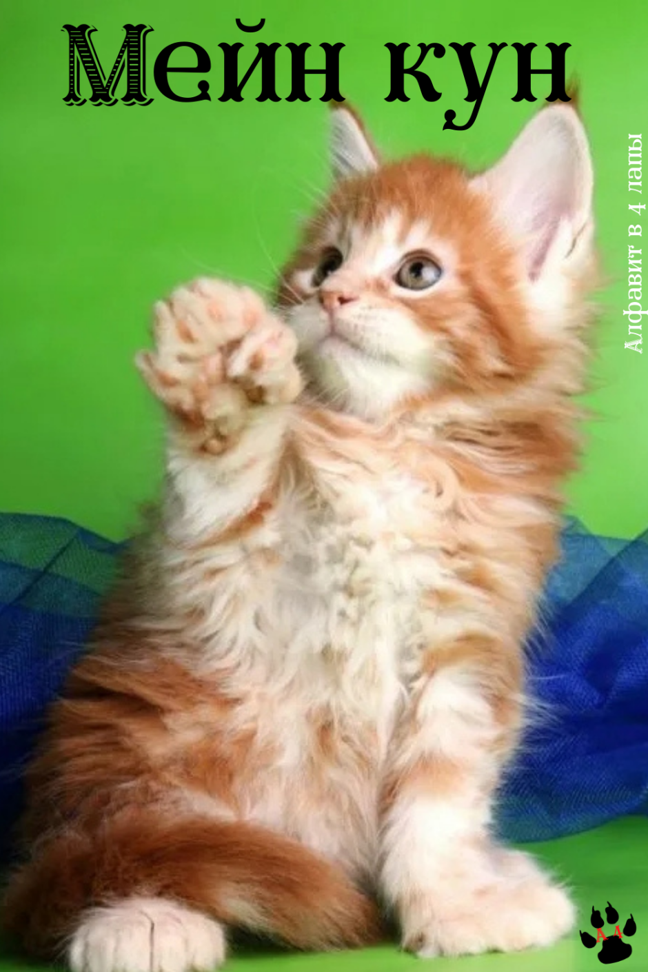 Котята Мейн кун полидакт
