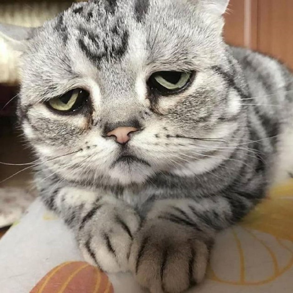 Коты Луху