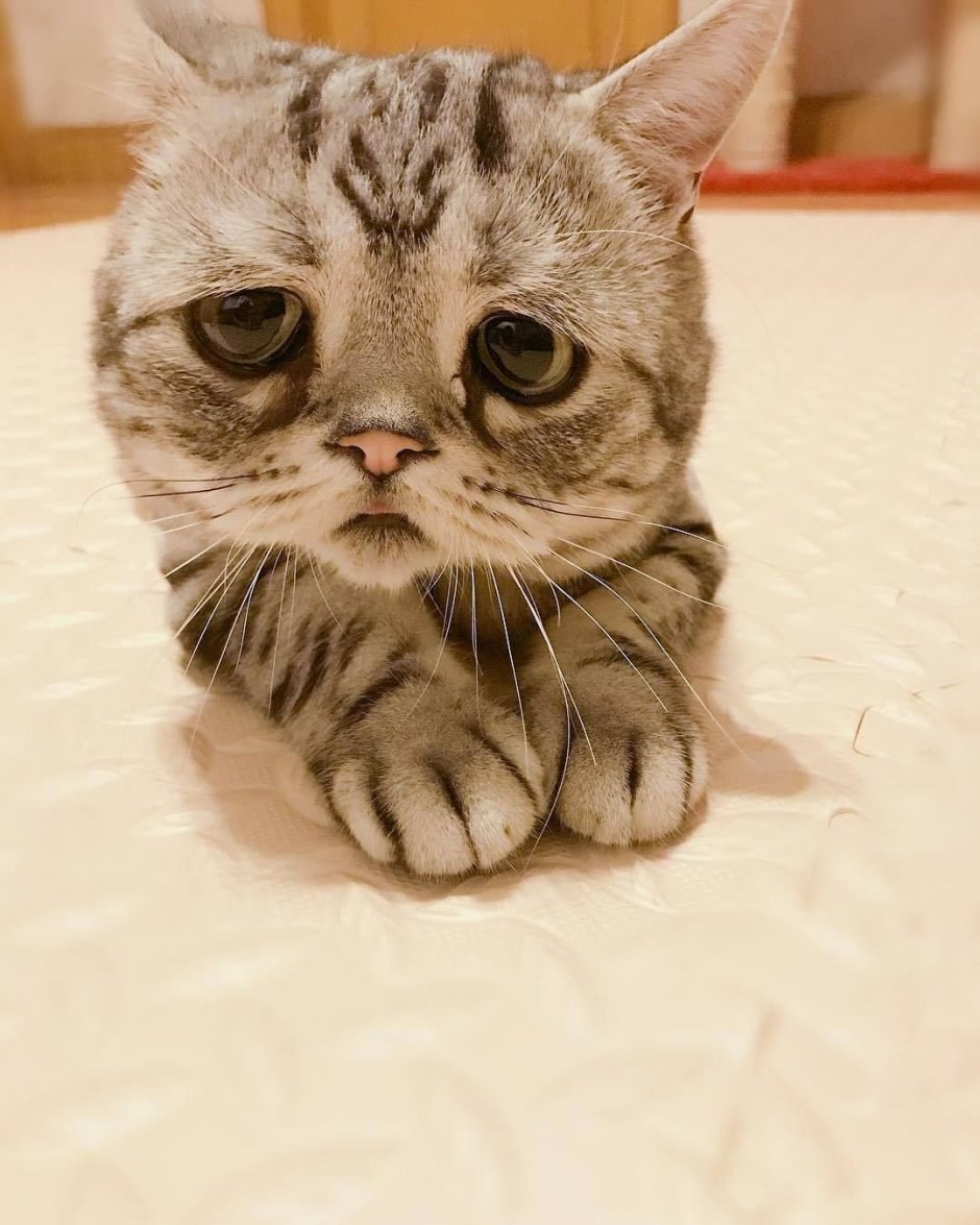 Грустная кошка Луху
