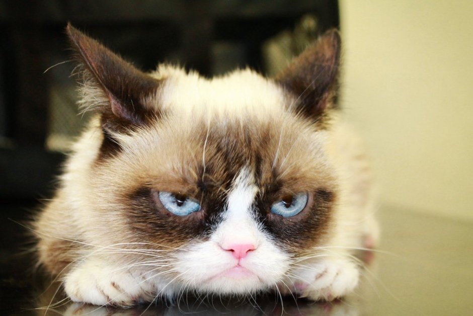 Сердитый кот Grumpy Cat