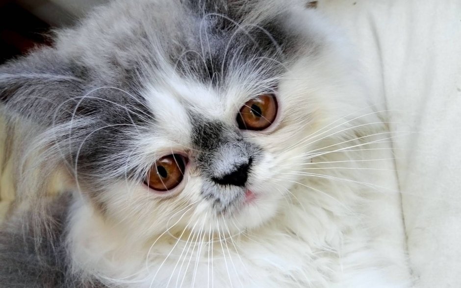 Персидская кошка