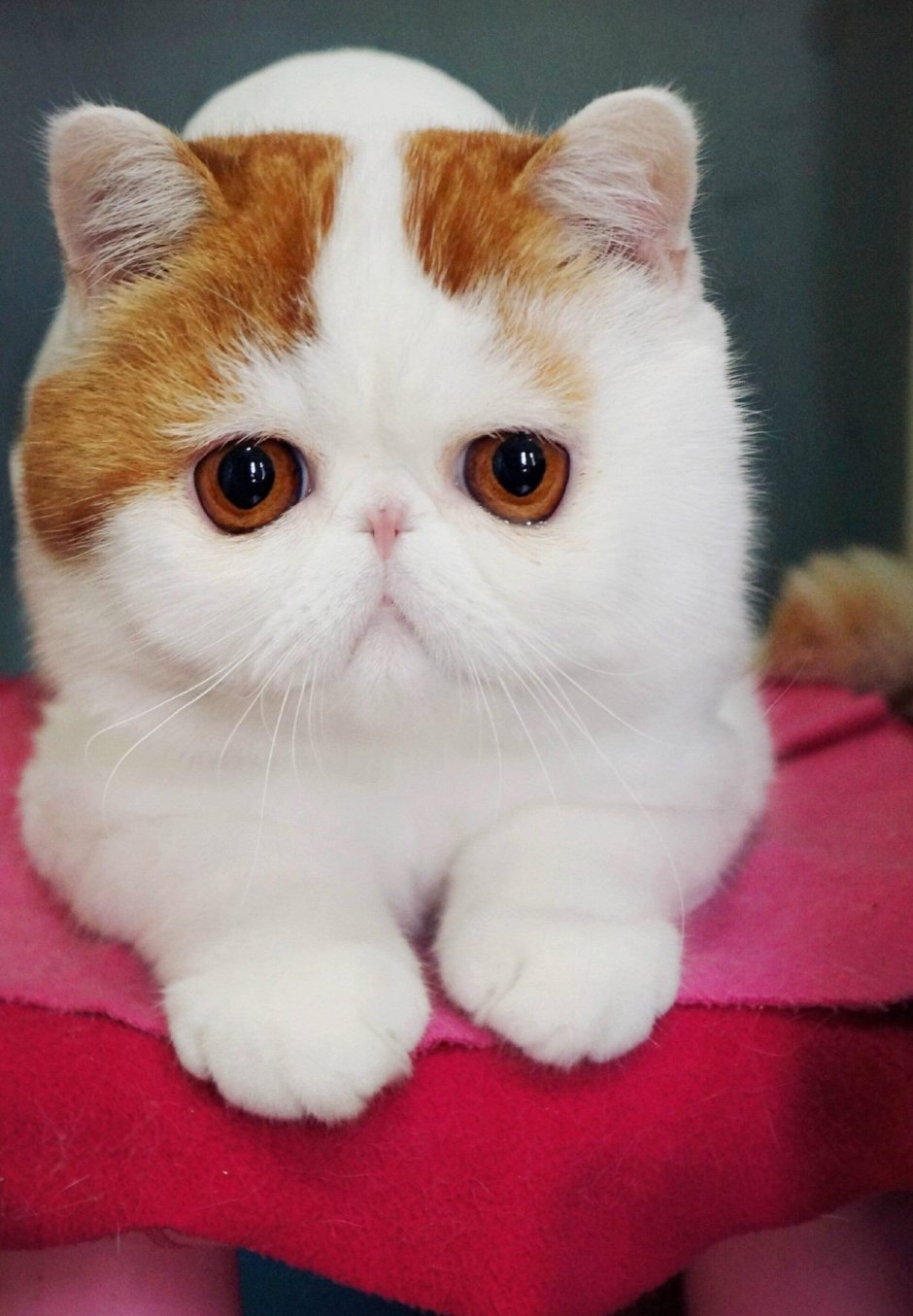 Кошки экзоты короткошерстные