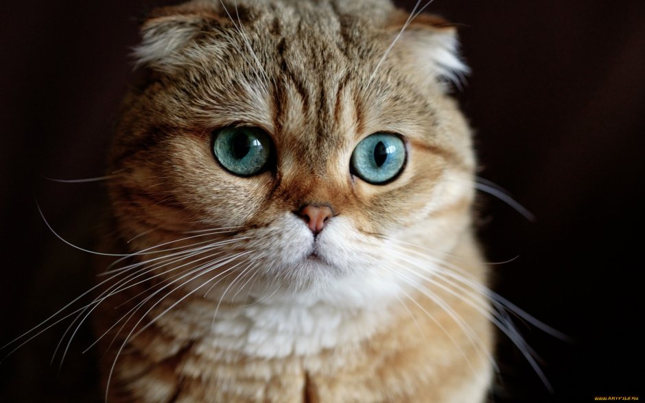 Шотландская вислоухая кошка