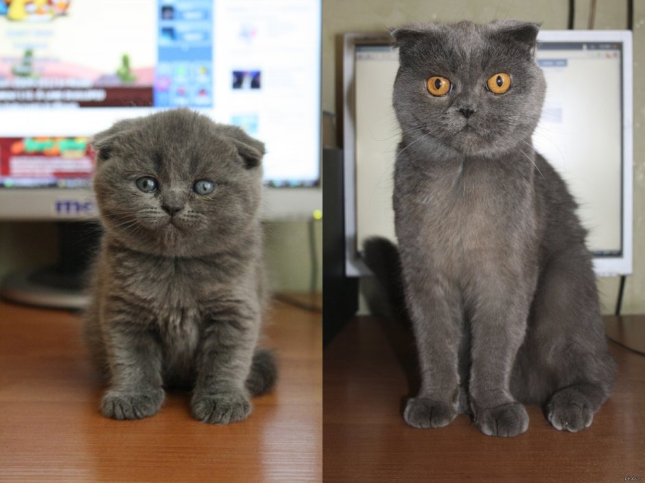 Метис Британская короткошёрстная + скоттиш фолд