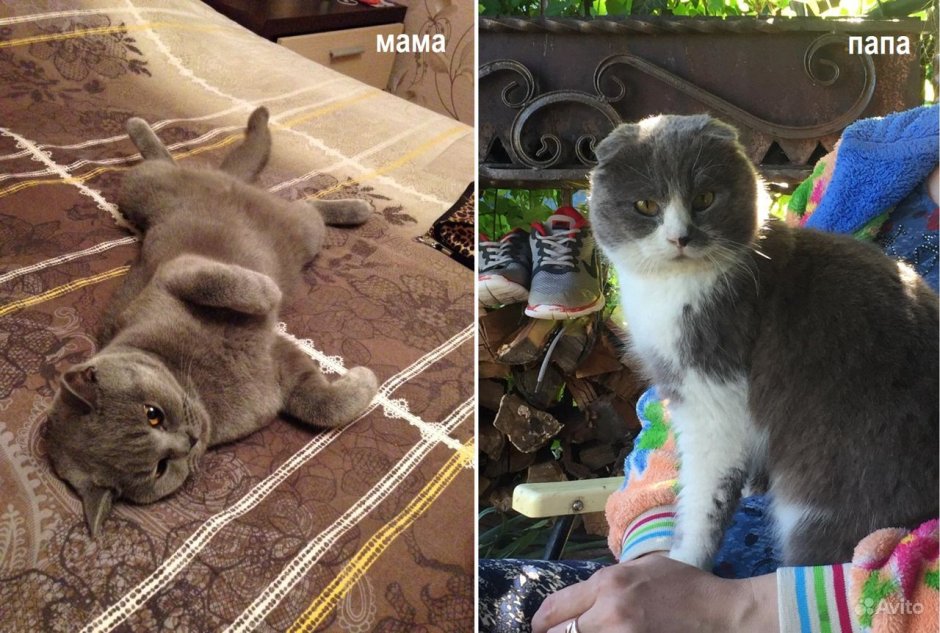 Британская с шотландской помесь стерилизация кошки