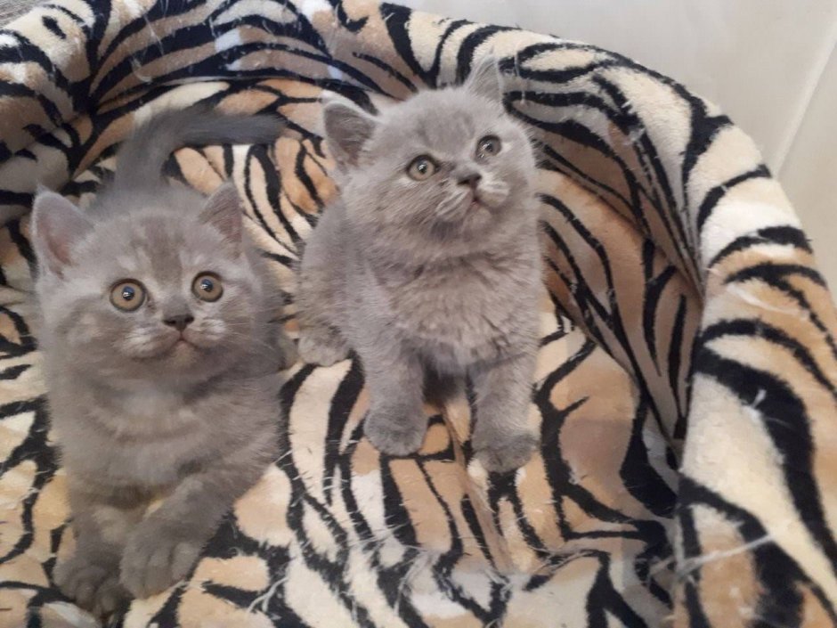 Шотландские котята помесь