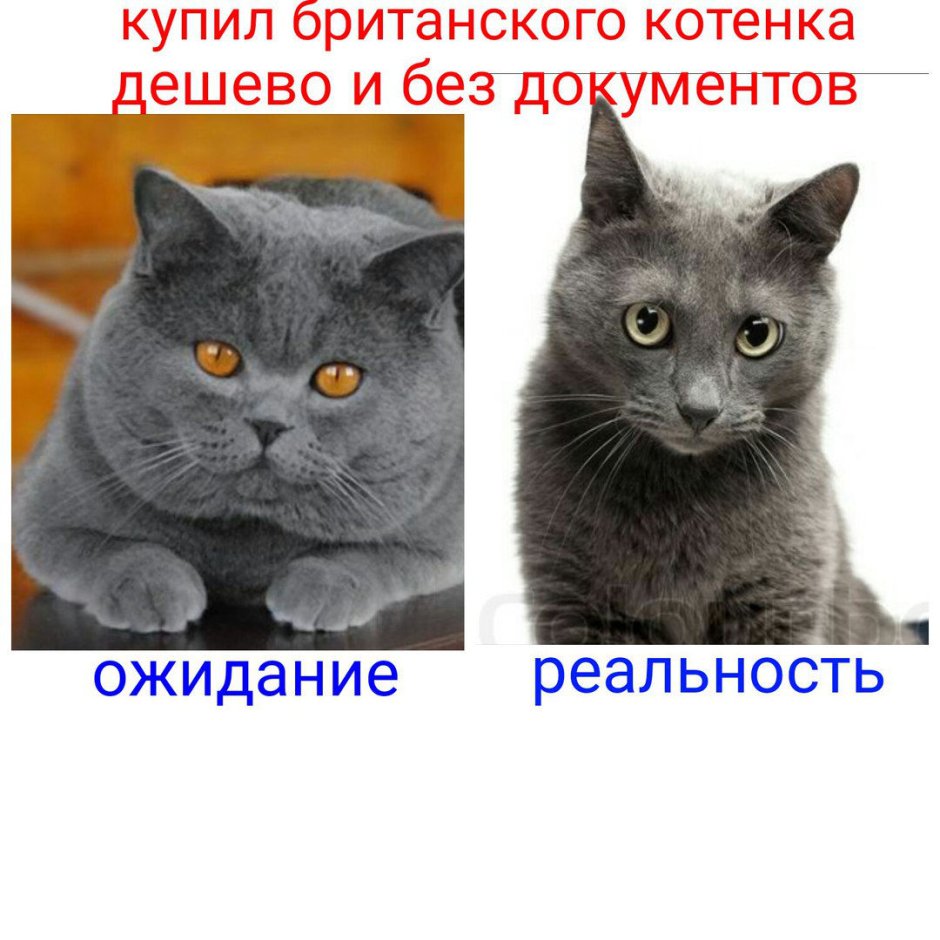 Британец и шотландец отличия