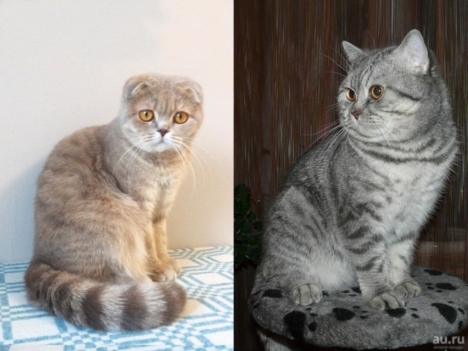 Шотландская и Британская кошка