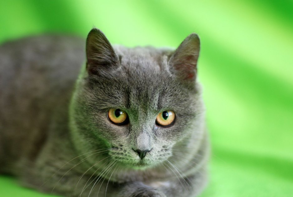 Британский кот метис