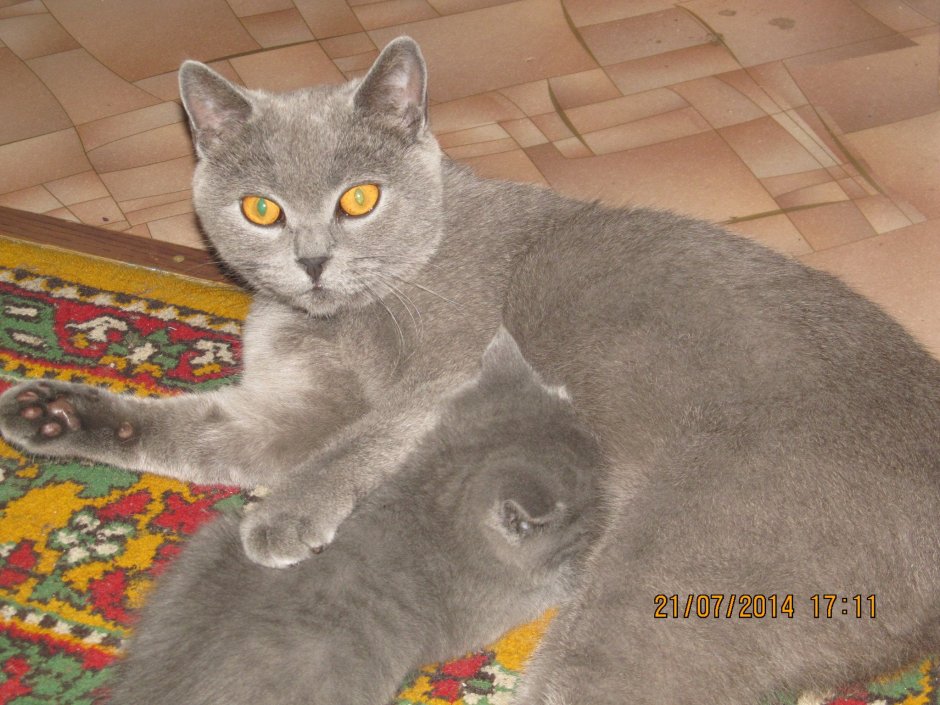 Кошка метис тайская британский голубой