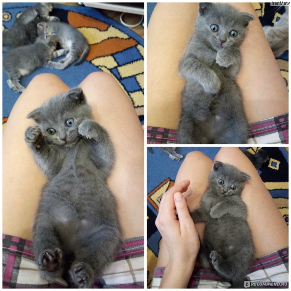 Котята от скрещивания двух шотландских вислоухих