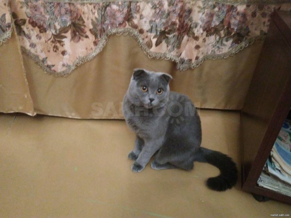 Помесь шотландца и русской голубой