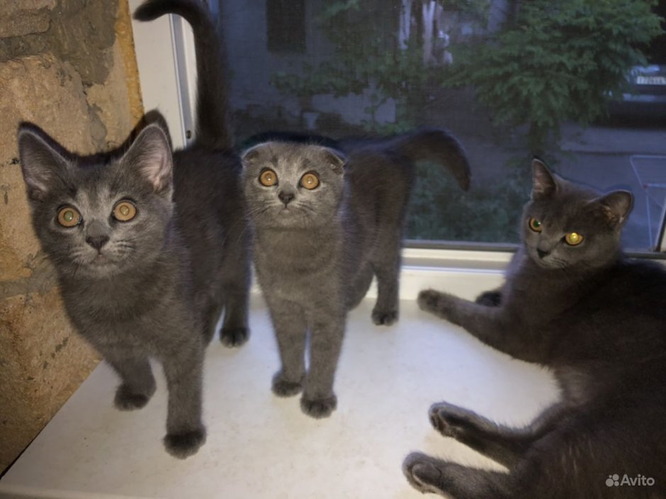 Помесь Британки и шотландца