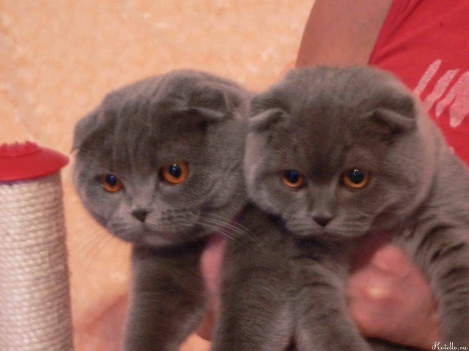 Британские котята вислоухие и прямоухие