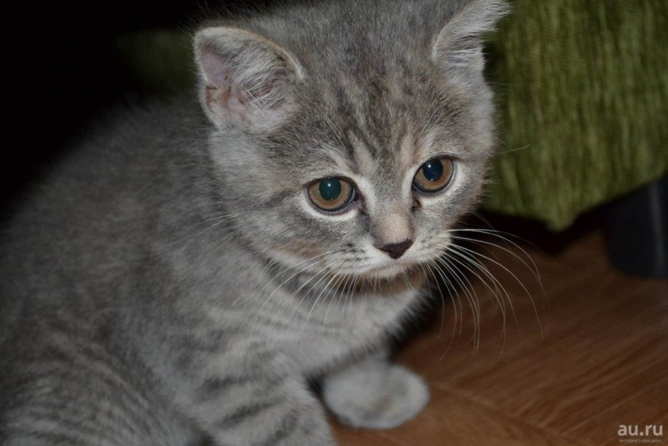 Шотландские котята помесь
