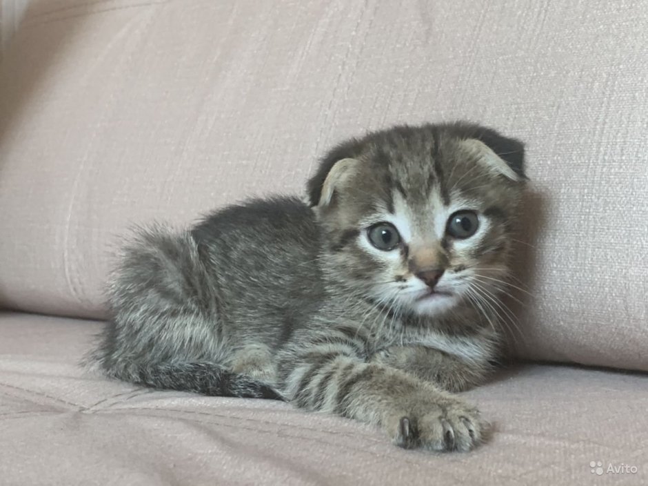 Шотландские котята помесь