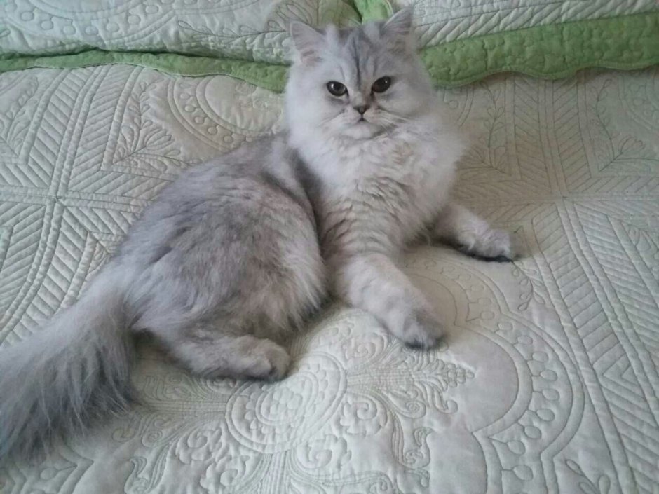 Шотландская прямоухая + Персидская