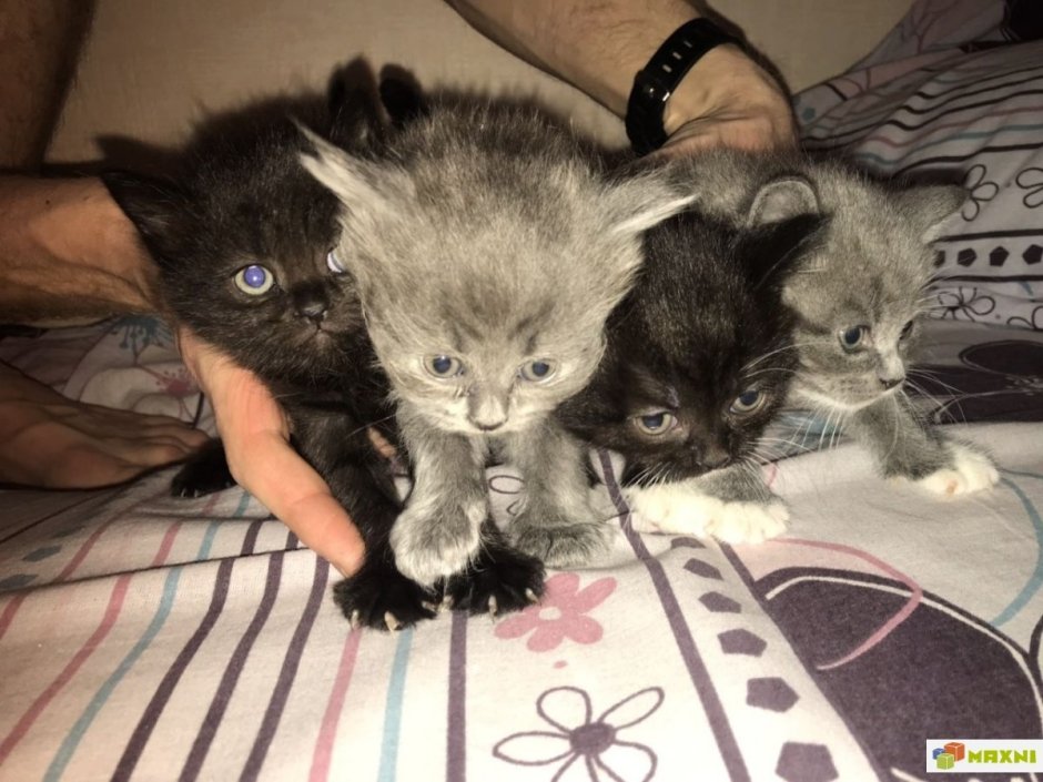 Британские котята помесь