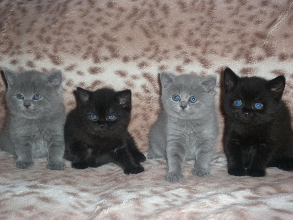 Британские котята прямоухие серые черные