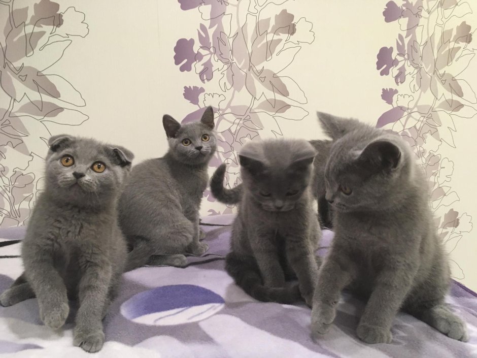 Шотландские котята девочки