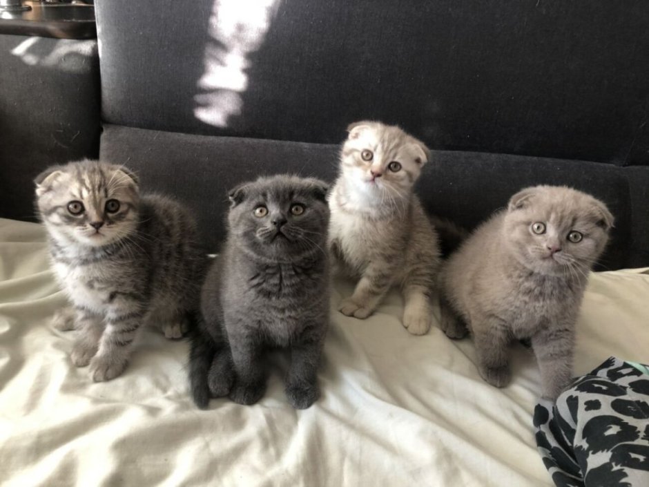 Вислоухие котята шотландцы смесь разношерстная