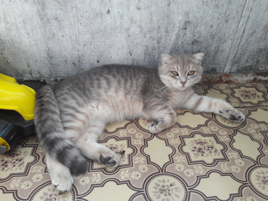 Метис скоттиш фолд