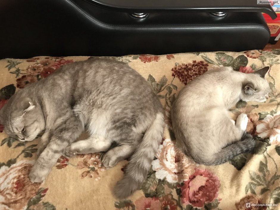 Метис шотландской кошки и дворового кота