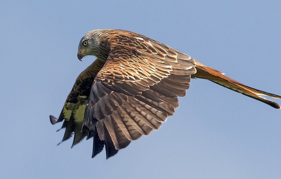 Haliastur sphenurus