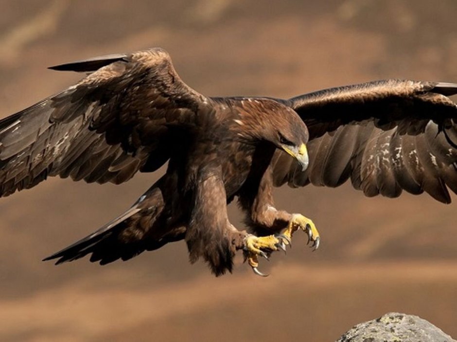 Орлан-белохвост Haliaeetus albicilla