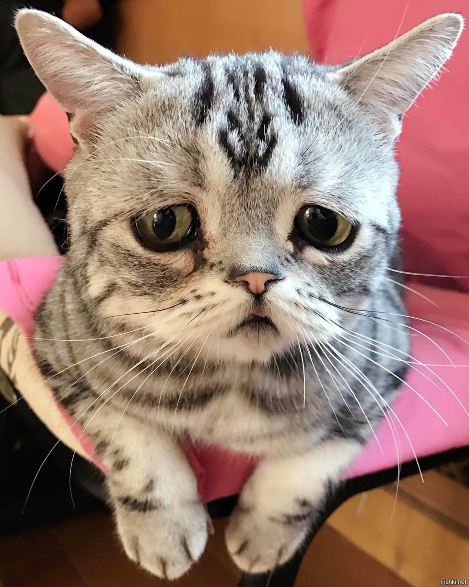 Грустный кот