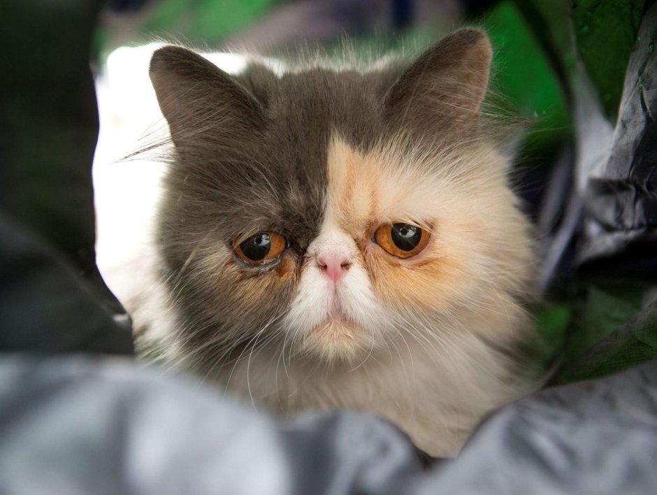 Грустный кот