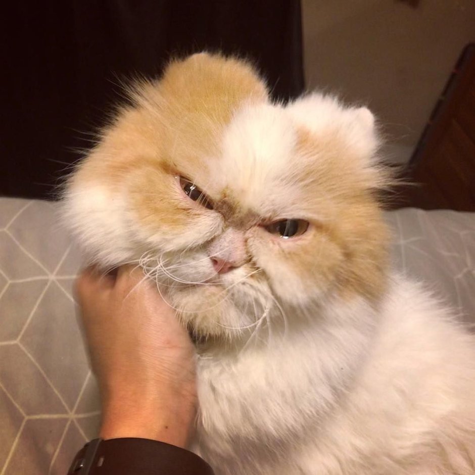 Персидский кот Луи